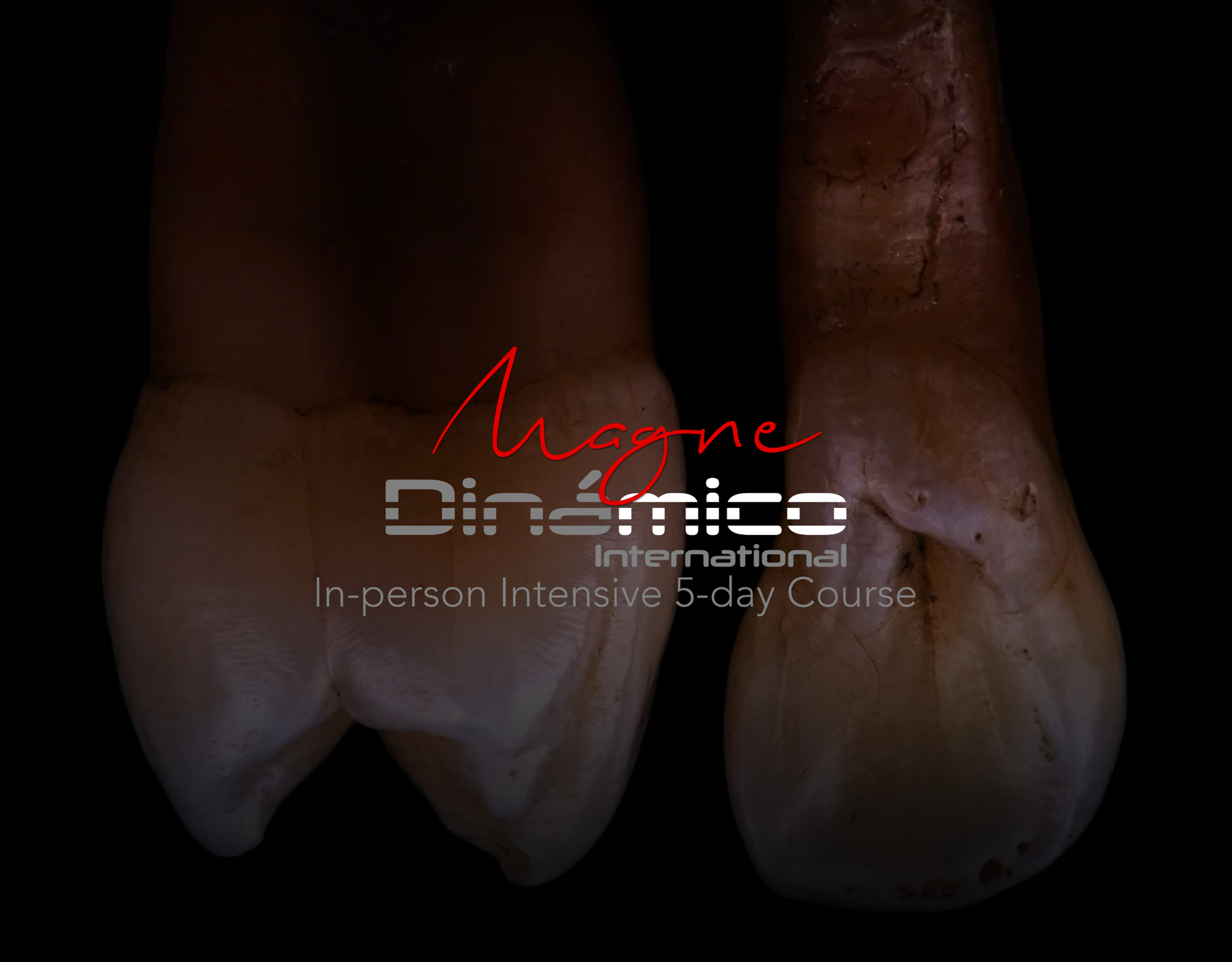 Magne Dinamico International (October 14-18, 2025)